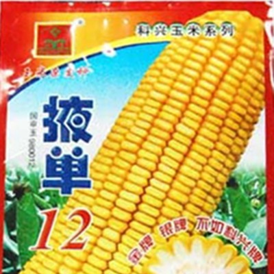 供应先锋33B75—菜用玉米种子